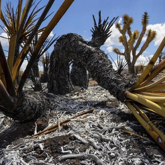 Progress made against massive California-Nevada wildfire but flames threaten iconic Joshua trees